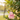 Keychain Rose Duck - Sleutelhanger Roze Badeend